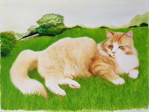 Tarlada zencefil kedi