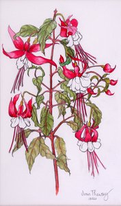 Fuşya, 2000, sulu boya ile kurşun kalem by Joan Thewsey
