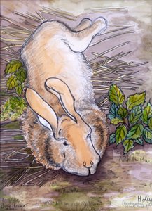 Holly, the Giant Continental Rabbit, 2002, (kalem ve sulu boya) by Joan Thewsey