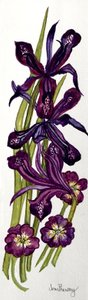 Süsenler ve Primroses (suluboya) by Joan Thewsey