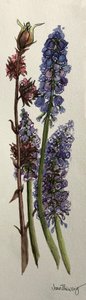Muscari ve Viburnum bodnantense (sulu boya) by Joan Thewsey