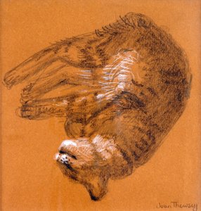 Uyuyan Tekir Kedi,2005,(grafit ve beyaz pastel) by Joan Thewsey
