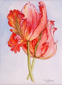 İki Fırfırlı Lale, 2000, el yapımı kağıt üzerine suluboya by Joan Thewsey