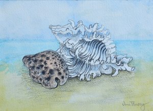 İki Deniz Kabuğu (kalem ve sulu boya yıkama) by Joan Thewsey