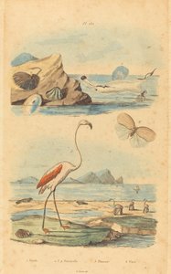 Flamingolar ve Kabuklar by Joh. Baptist Pfitzer after Acavie Baron