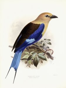 Mavi Karınlı Silindir, 1893