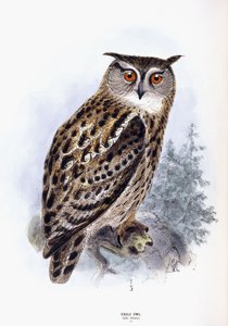 kartal baykuş