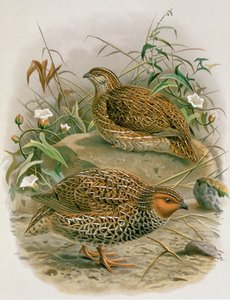 New Zealand Quail, illustration from 