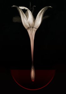 Kanayan zambak, 2013 (fotoğraf) by Johan Lilja