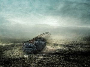 Fly, 2013 (fotoğraf)