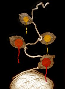 İplik çiçeği, 2013 (fotoğraf)