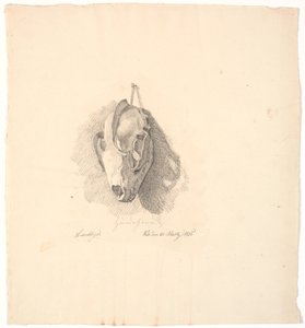 Köpek kafatası by Johan Thomas Lundbye