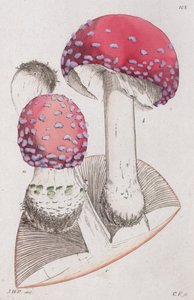 Amanita muskaria, 1804-1811