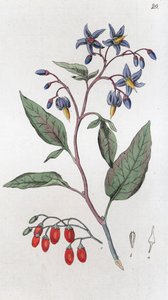 Acı tatlı Solanum dulcamara, 1804-1811