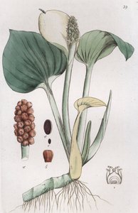 Bataklık Arum Calla palustris, 1804-1811