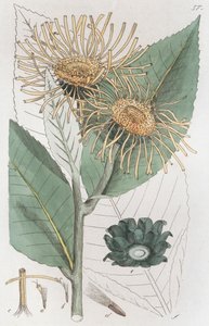 Elecampane Inula helenyum, 1804-1811