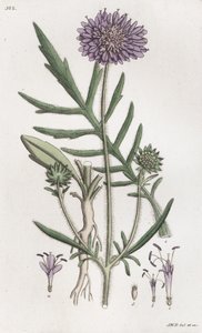 Tarla Uyuz Knautia arvensis, 1804-1811