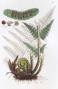 Erkek Eğreltiotu Dryopteris eğreltiotu-mas, 1804-1811
