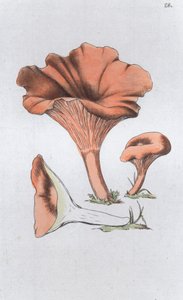 Merulius cantharellus, 1804-1811 by Johan Wilhelm Palmstruch