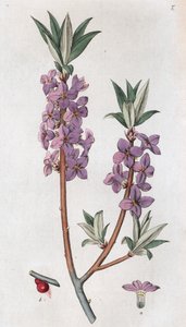 Mezereon Daphne mezereumu, 1804-1811