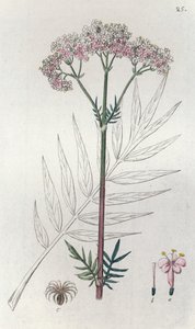 Kediotu Valeriana officinalis, 1804-1811