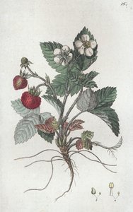 Yabani Çilek Fragaria vesca, 1804-1811
