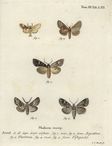 Arjantinli, alevli brokar ve okçu dartı. by Johann Carl Bock
