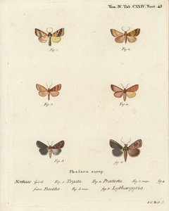 Çizgili solgun, Tileacea aurago 1-4 ve kil güvesi, Mythimna ferrago 5.6. Johann Carl Bock tarafından Eugenius Johann Christoph Esper