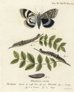 Mavi kanatlı güve veya Clifden nonpareil, Catocala fraxini. Johann Carl Bock tarafından Eugenius Johann Christoph Esper
