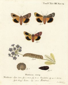 Geniş kenarlı sarı kanat altı, Noctua fimbriata. Johann Carl Bock tarafından Eugenius Johann Christoph Esper