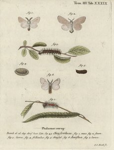 Kahverengi kuyruklu güve, Euproctis chrysorrhoea. by Johann Carl Bock