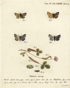 Burnet yoldaş güvesi, Euclidia glyphica 1,2 ve Ana Shipton güvesi, Euclidia mi, 3-9. Johann Carl Bock tarafından Eugenius Johann Christoph Esper