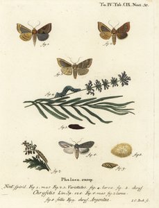 Parlatılmış pirinç güvesi, Diachrysia chrysitis 1-5 ve yeşil gümüş pullu köpekbalığı, Cucullia argentea 6-9. Johann Carl Bock tarafından Eugenius Johann Christoph Esper
