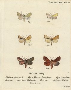 Burren yeşili, Calamia tridens 1, solgun, Xanthia icteritia 2, açılı çizgili solgun, Enargia paleacea 3,4 ve çift çizgi, Mythimna turca 5,6. Johann Carl Bock tarafından Eugenius Johann Christoph Esper