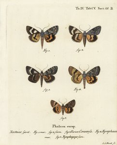Catocala conversa 1-3, Catocala nymphaea 4 ve meşe sarısı underwing, Catocala nymphagoga 5. Johann Carl Bock tarafından Eugenius Johann Christoph Esper