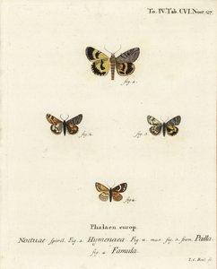 Catocala hymenaea 1, Amerila puella 2,3 ve Isturgia famula güveleri 4. Johann Carl Bock tarafından Eugenius Johann Christoph Esper