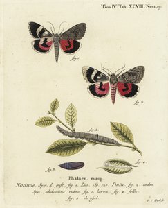 Catocala pacta güvesi. Johann Carl Bock tarafından Eugenius Johann Christoph Esper