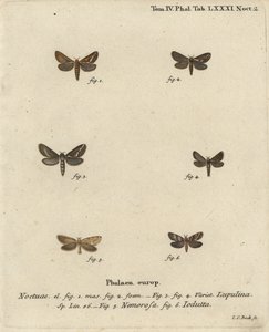 Ortak hızlı güve, Korscheltellus lupulina 1-4, altın hızlı, Phymatopus hecta 5 ve Pharmacis carna 6. Johann Carl Bock tarafından Eugenius Johann Christoph Esper