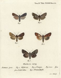 Conformist, Lithophane furcifera 1, çift ok, Graphiphora augur 2, kıt brindle, Apamea lateritia 3,4 ve gümüş kemerler, Polia hepatica 5. by Johann Carl Bock