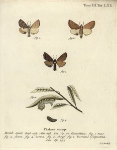 Coxcomb belirgin, Ptilodon capucinus. by Johann Carl Bock