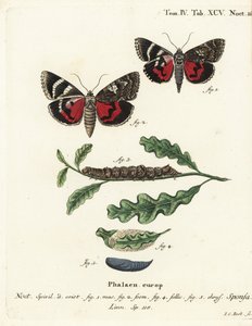 Koyu kırmızı kanat altı, Catocala sponsa. Johann Carl Bock tarafından Eugenius Johann Christoph Esper