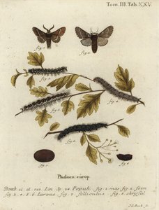 Aralık güvesi, Poecilocampa populi. by Johann Carl Bock
