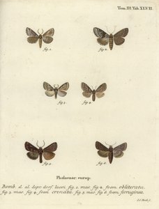 Pis kabuk, esmer mermer kahverengi ve kahverengi rustik. by Johann Carl Bock