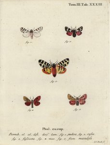 Ayrı şaperon ve kaplan güveleri. by Johann Carl Bock