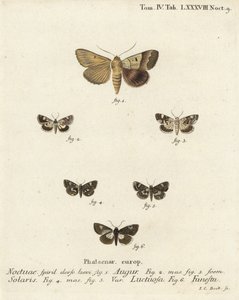 Çift ok veya kahin, Graphiphora augur 1, soluk omuz, Acontia lucida 2,3, dört benekli güve, Tyta luctuosa 4,5 ve büyücü güve, Aedia funesta 6. Eugenius Johann Christoph Esper