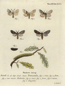 Drymonia dodonaea güvesi. by Johann Carl Bock