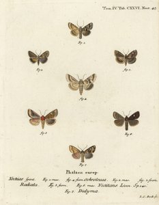 Gölgeli solgun, Eremobia ochroleuca 1,4, Cynaeda dentalis 2,3, kulak güvesi, Amphipoea oculea 5,6 ve ortak rustik, Mesapamea secalis 7. Eugenius Johann Christoph Esper