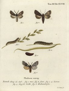 Tüylü gotik ve Rannoch yayılma güveleri. by Johann Carl Bock