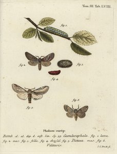 Sekiz figürlü, kırlangıç belirgin ve Drymonia velitaris güvesi. by Johann Carl Bock