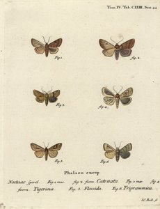 Volanlı kestane, Agrochola helvola 1,2, noktalı kestane, Conistra rubiginea 3,4, kahverengi çizgili parlak göz, Mythimna conigera 5 ve tiz çizgiler, Charanyca trigrammica 6. Johann Carl Bock tarafından Eugenius Johann Christoph